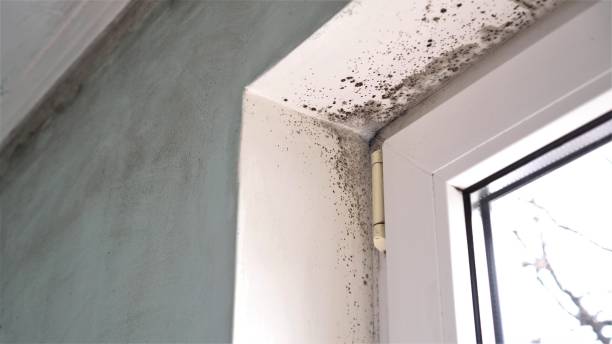 Best Airborne Mold Testing  in Oldsmar, FL