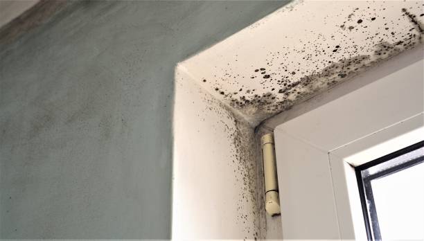 Best Asbestos and Lead Testing During Mold Inspection  in Oldsmar, FL