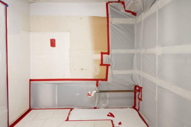 Best Basement Mold Removal  in Oldsmar, FL