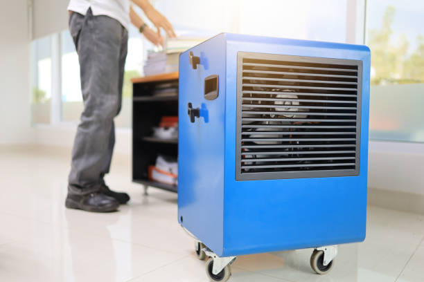Best Attic Mold Removal  in Oldsmar, FL