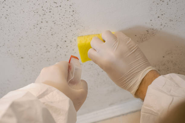 Best Residential Mold Inspection & Testing  in Oldsmar, FL