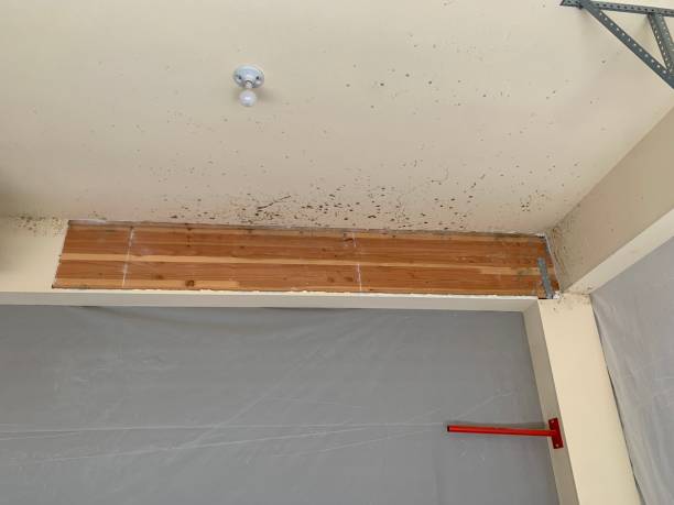 Reliable Oldsmar, FL Mold Removal Solutions