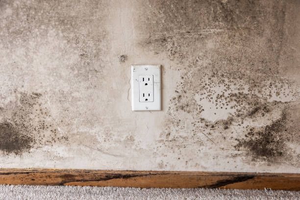 Best Industrial Mold Remediation  in Oldsmar, FL