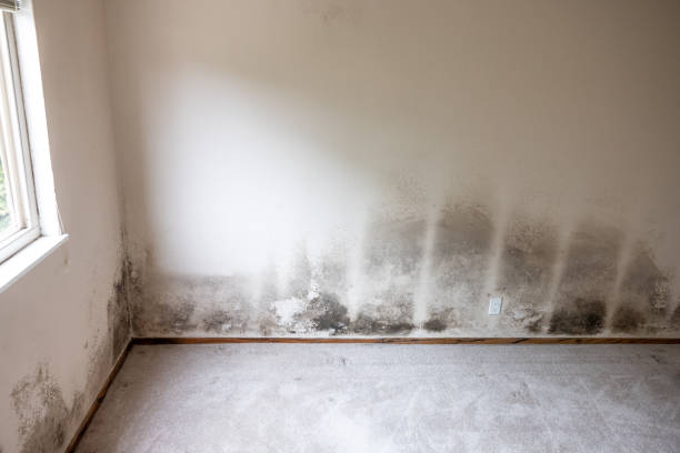 Best Biohazard Mold Removal  in Oldsmar, FL