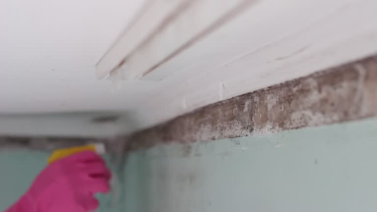Best Emergency Mold Remediation  in Oldsmar, FL